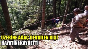 Üzerine ağaç devrilen şahıs hayatını kaybetti
