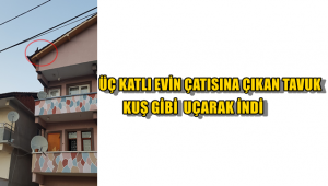 3 katlı evin çatısına çıkan tavuk kuş gibi uçarak yere indi