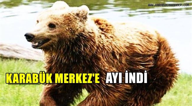 Karabük Merkez'e ayı indi