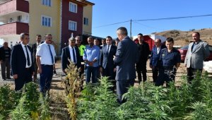 Vali Gürel,Kenevir tarlasında incelemede bulundu