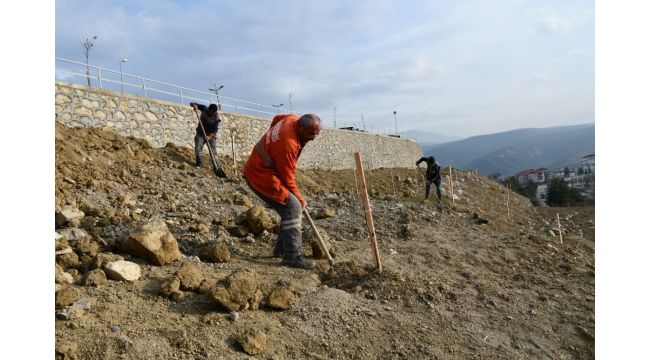 Binlerce ceviz fidanı toprakla buluşturuldu