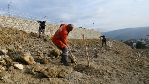 Binlerce ceviz fidanı toprakla buluşturuldu