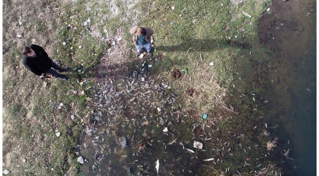 Karabük'te çevre katliamı