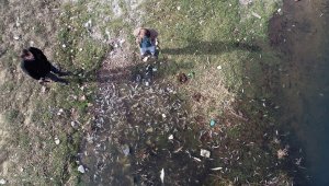 Karabük'te çevre katliamı