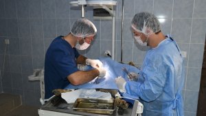 Karabük'te sokak hayvanlarının bakımı devam ediyor