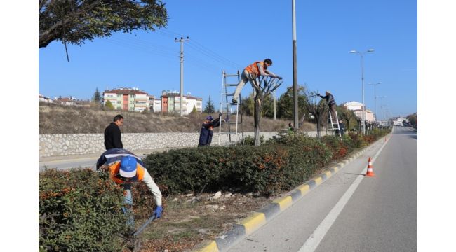 Safranbolu'da ağaç budama çalışması