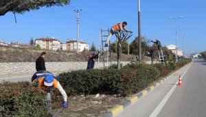 Safranbolu'da ağaç budama çalışması