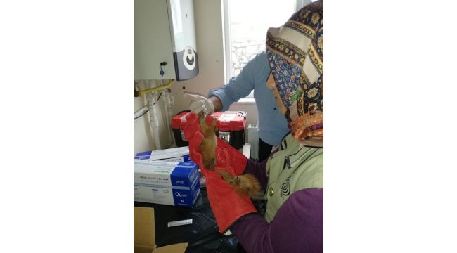 Yaralı sincap tedavi edildi