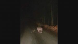 Karabük'te ayı yola indi