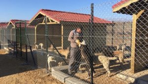 Sokak hayvanları için geçici barınak yapıldı
