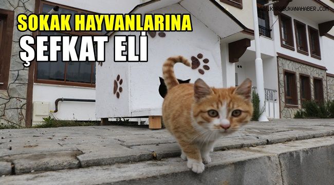 Sokak hayvanlarına