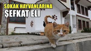Sokak hayvanlarına