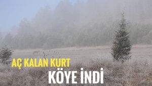 Aç kalan kurt köy yakınına indi