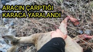 Minibüsün çarptığı karaca yaralandı