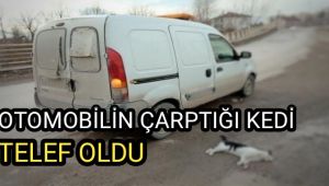Otomobilin çarptığı kedi telef oldu, sürücü kaçtı