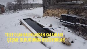 Telef olan balıklardan geriye kalanları çeşme oluğunda besliyorlar