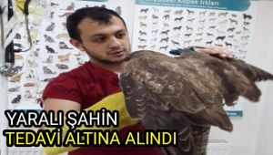 Vatandaşların bulduğu yaralı şahin tedavi altına alındı