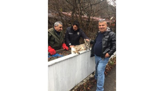 Yaralı yavru karaca tedavi altına alındı