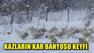 Kazların kar banyosu keyfi
