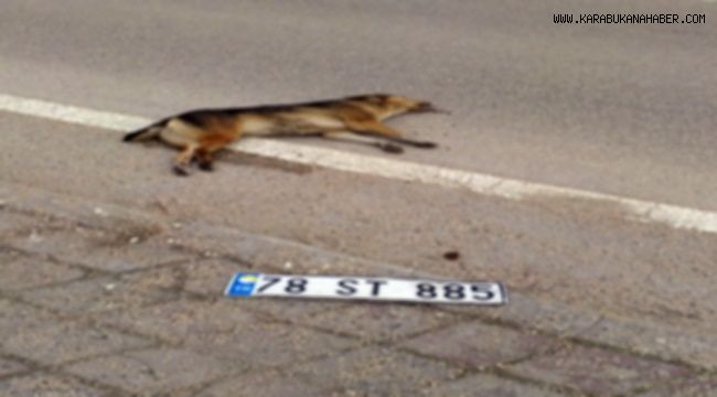 Köpeğe çarpan sürücü plakasını düşürüp kaçtı