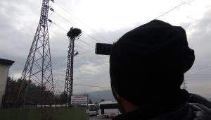 Şubat'ta yuva yapan leylek görenleri şaşırttı