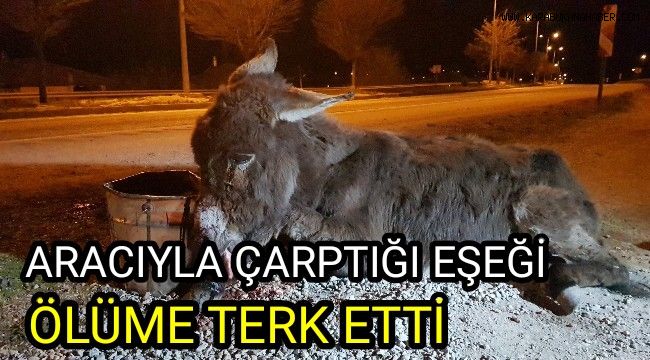 Aracıyla çarpıp kaçtığı eşeği ölüme terk etti