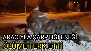 Aracıyla çarpıp kaçtığı eşeği ölüme terk etti