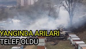 Arıları yangında telef oldu