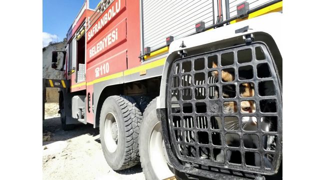 Kanyon köprünün ayaklarında mahsur kalan yavru kedi kurtarıldı