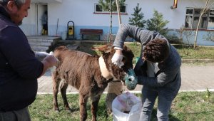 Sürücünün ölüme terk ettiği eşek tedavi altına alındı
