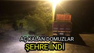 Aç kalan domuzlar şehre indi