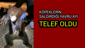 Köpeklerin saldırdığı yavru ayı telef oldu