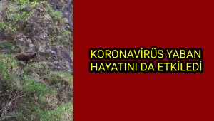 Korona virüs yaban hayatı da etkiledi