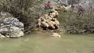 Koyunlar hastalıklara karşı derede yıkanıyor