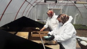 Safranbolu Belediyesi ilk çiçek tohumlamasını yaptı