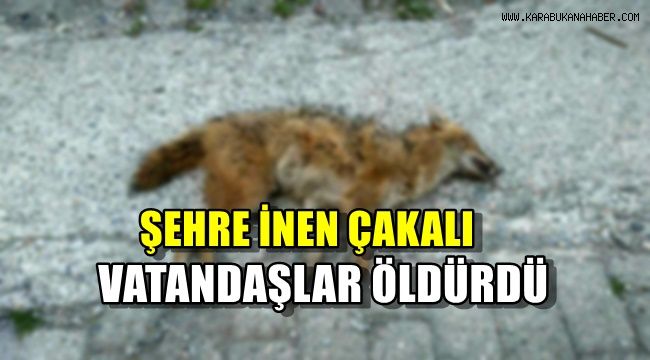 Şehre inen çakalı vatandaşlar öldürdü