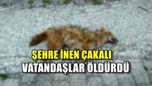 Şehre inen çakalı vatandaşlar öldürdü