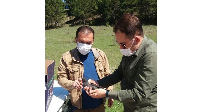 Tedavi edilen sutavuğu kuşu doğa salındı