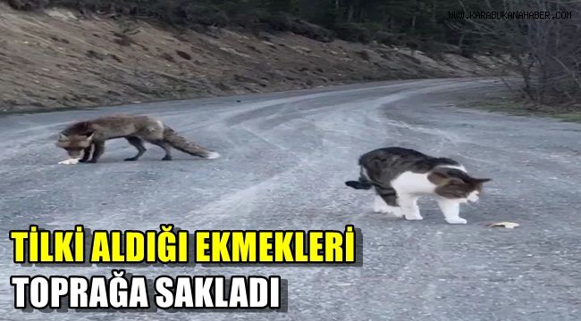 Tilki aldığı ekmekleri toprağa sakladı
