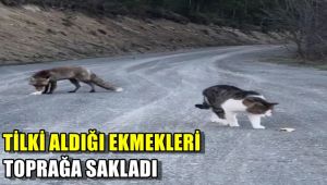 Tilki aldığı ekmekleri toprağa sakladı