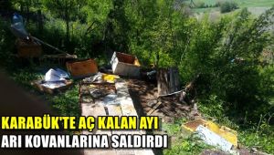 Aç kalan ayı arı kovanlarına saldırdı