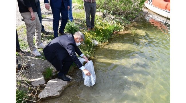 Göletlere 30 bin sazan bırakıldı