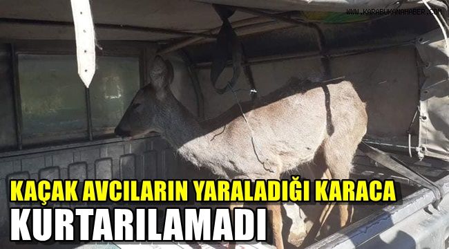 Kaçak avcıların yaraladığı karaca kurtarılamadı