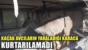 Kaçak avcıların yaraladığı karaca kurtarılamadı