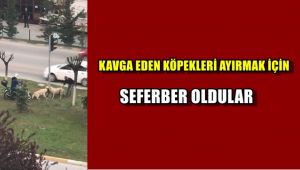 Kavga eden köpekleri ayırmak için seferber oldular