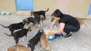 Sokak hayvanlarını unutmadılar
