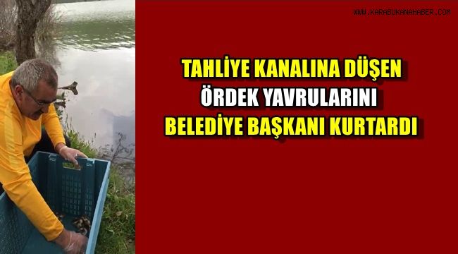 Tahliye kanalına düşen ördek yavrularını belediye başkanı kurtardı