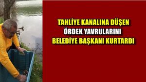 Tahliye kanalına düşen ördek yavrularını belediye başkanı kurtardı