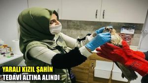 Yaralı kızıl şahin tedavi altına alındı