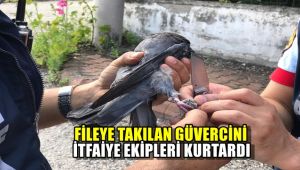 Fileye takılan güvercini itfaiye kurtardı